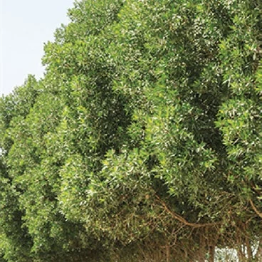 Damas tree