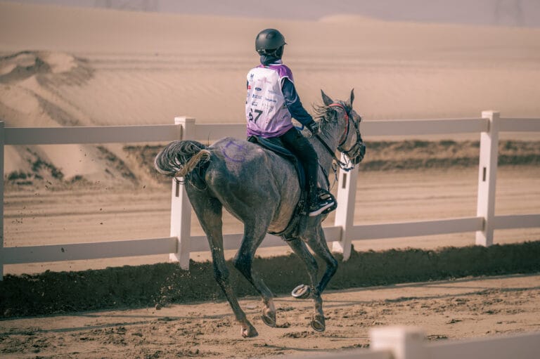 Arabian horse